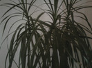 dracena