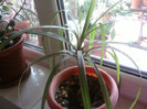 dracena