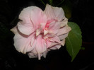 Hibiscus Clasic Pinky Pall