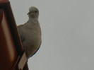 Collared Dove (2012, July 26)