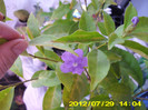 brunfelsia