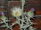 Cirsium spp. (2012, July 24)