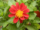 Dahlia Figaro Red (2012, July 28)