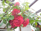Rose Blaze Superior (2012, July 28)