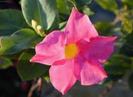 dipladenia roz