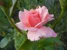 Royal Highness rose, 24jul2012