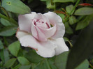 Rose Sissi (2012, July 26)