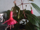 29 iulie 2012-flori 026
