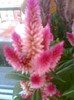 29 iulie 2012-flori 028