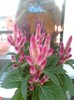 celosia caracas