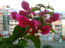 bouga mea ciclam