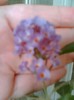 buddleia-"magnet" pt fluturi...