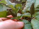 29 iulie 2012-flori 043