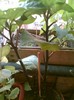 datura mov