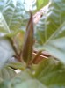 29 iulie 2012-flori 045