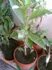 cestrum nocturnum