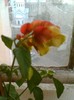 29 iulie 2012-flori 055