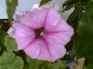 29 iulie 2012-flori 066