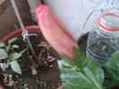 29 iulie 2012-flori 073