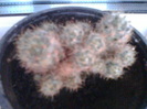 cactus ?
