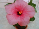 29 iulie 2012-flori 126