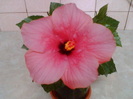 29 iulie 2012-flori 128