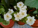 29 iulie 2012-flori 041
