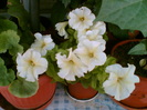 29 iulie 2012-flori 042
