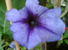 29 iulie 2012-flori 062