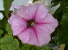 29 iulie 2012-flori 064