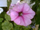 29 iulie 2012-flori 065