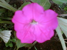 29 iulie 2012-flori 074