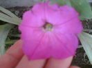 29 iulie 2012-flori 075
