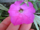 29 iulie 2012-flori 076