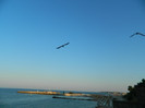 DSCN8701