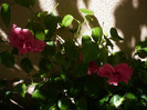 P1160385