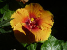 P1160409