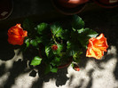 P1160412