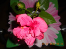DSCN1776