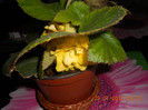 DSCN1774