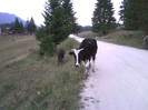 x.Muuuuu=]] @Poiana Secuilor
