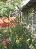 DSCN1753