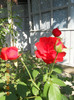 DSCN1750