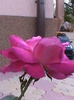 DSC01736