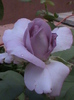 sissi (pharma rose)