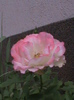 DSC01756