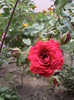 paulus scarlet catarator(pharma rose)