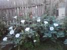 P290712_20.48_[03]