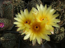 Notocactus submamullosus