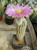 Echinocereus bailey v albispinum